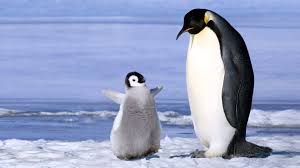 пингвин с пингвиненком