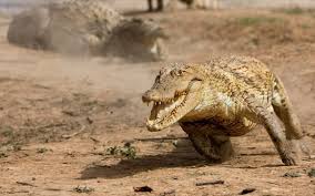 бегущий крокодил