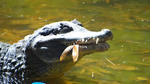крокодил вегатарианец