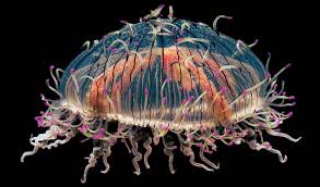 святящаяся медуза