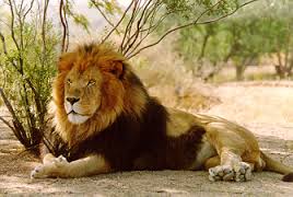 индийский лев