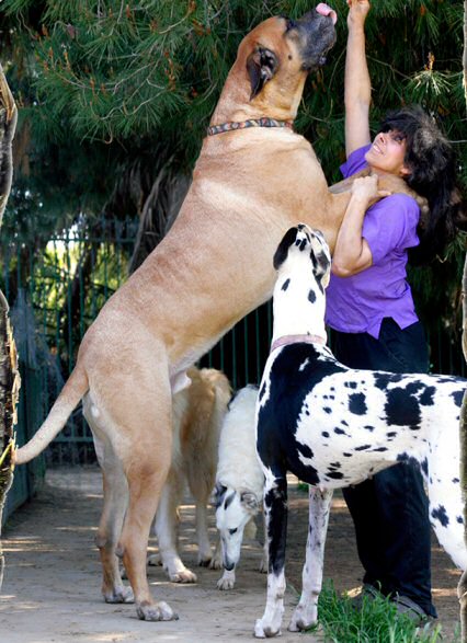 самая большая в мире собака геркулес