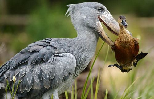 питание животных забавный пеликан