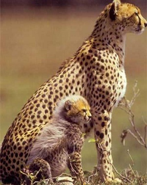 гепард с детенышем