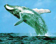 синий кит