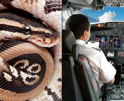австралия змея в самолете