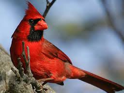 птица красный кардинал