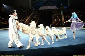 собаки в цирке