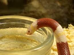 змея пьет