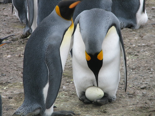 пингвин с яйцом