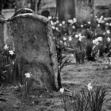 цветы убийцы с кладбища