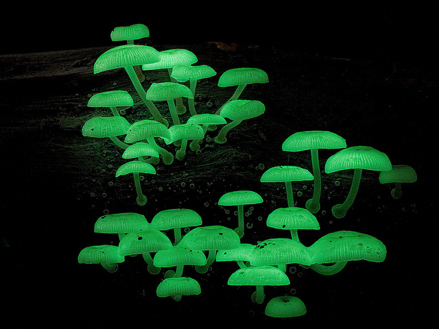 Mycena chlorophos светящийся гриб