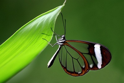 прозрачная бабочка грета ото