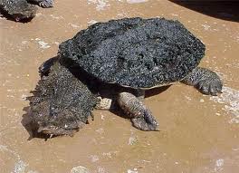 черепаха матамата