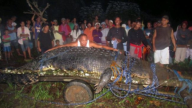 лолонг самый большой крокодил